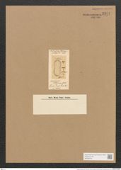Amphiprora jolisiana Grev. (de-Toni-Nr.: Genus 29, Species 1354) Zeichnungen Sammlung Grunow Nr. 2574 (NHMW-BOT-W0369759)